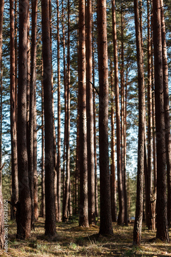 Pine forest in spring, on a sunny day, vertical orientation.