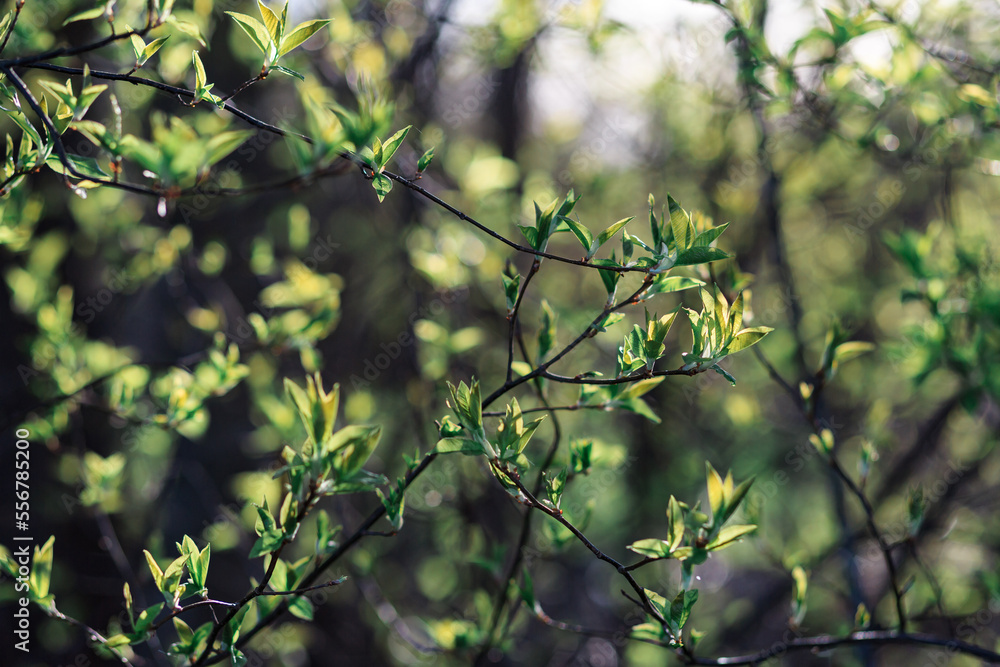 Green, juicy, spring foliage on bushes in backlight