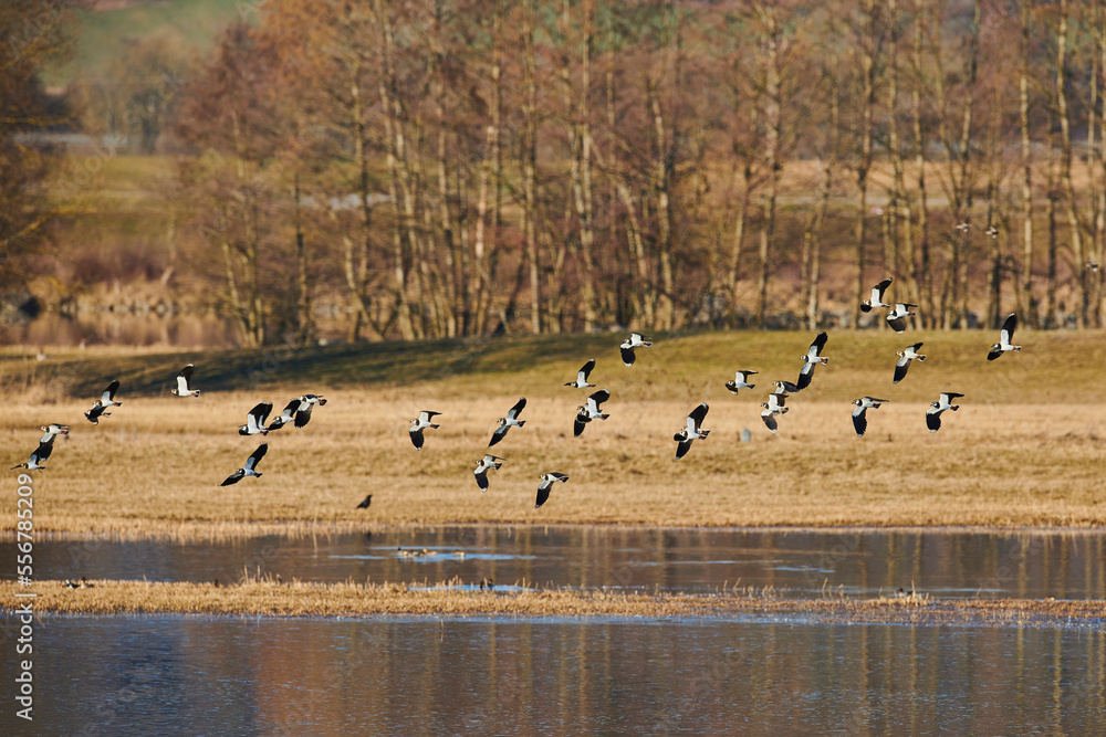 Flock of Northern lapwings (Vanellus vanellus) flying over a body of water; Bavaria, Germany Flock of Northern lapwings (Vanellus vanellus) flying over a body of water; Bavaria, Germany