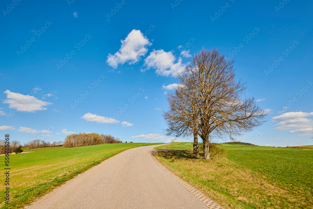 Silver linden or silver lime (Tilia tomentosa) beside a country road; Bavaria, Germany Silver linden or silver lime (Tilia tomentosa) beside a country road; Bavaria, Germany