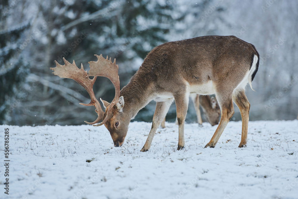 Herd of Fallow deer (Dama dama) grazing on a snowy meadow, captive; Bavaria, Germany Herd of Fallow deer (Dama dama) grazing on a snowy meadow, captive; Bavaria, Germany