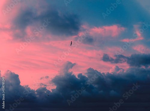 birds flying over a cloudy pink sunset