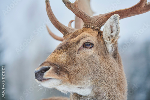 Close-up detail of the head of a Fallow deer buck (Dama dama), captive; Bavaria, Germany photo
