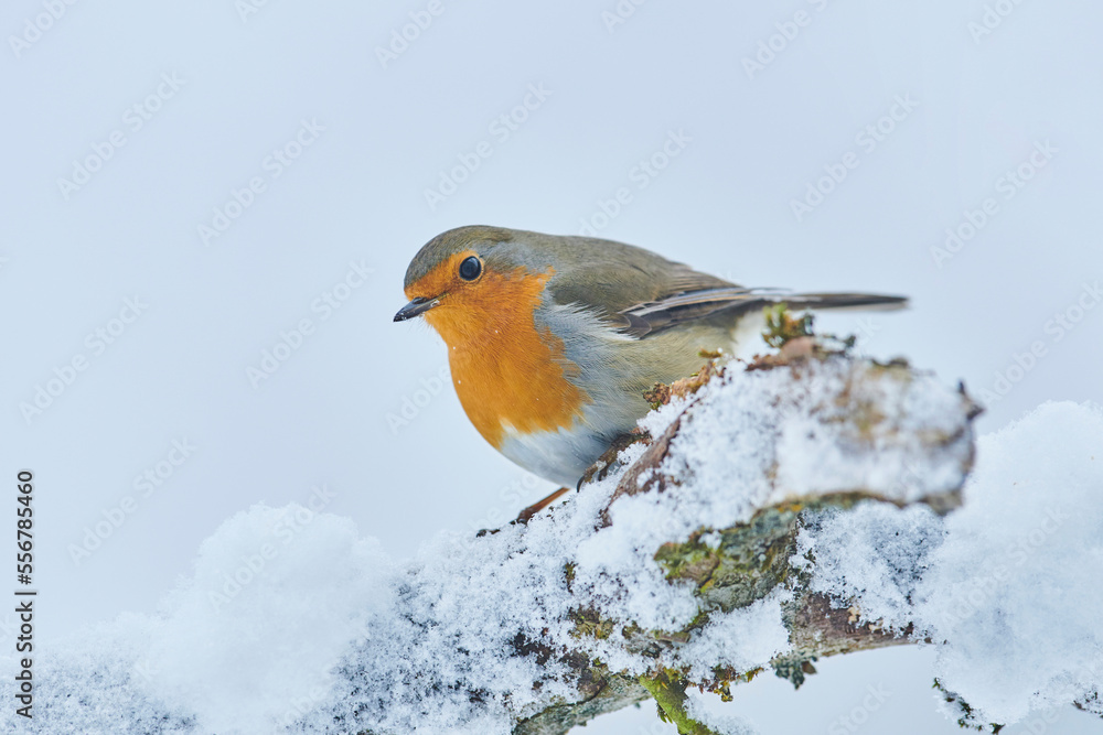 European robin (Erithacus rubecula) perched on a snowy branch; Bavaria, Germany European robin (Erithacus rubecula) perched on a snowy branch; Bavaria, Germany