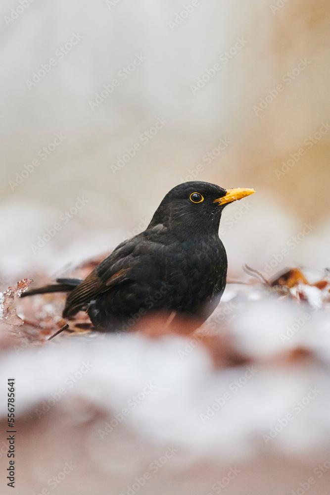 Portrait of a Common blackbird (Turdus merula) standing on the ground on wet leaf debris; Bavaria, Germany Portrait of a Common blackbird (Turdus merula) standing on the ground on wet leaf debris; Bavaria, Germany