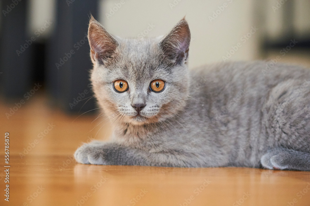 Portrait of a British Shorthair house kitten; Bavaria, Germany Portrait of a British Shorthair house kitten; Bavaria, Germany