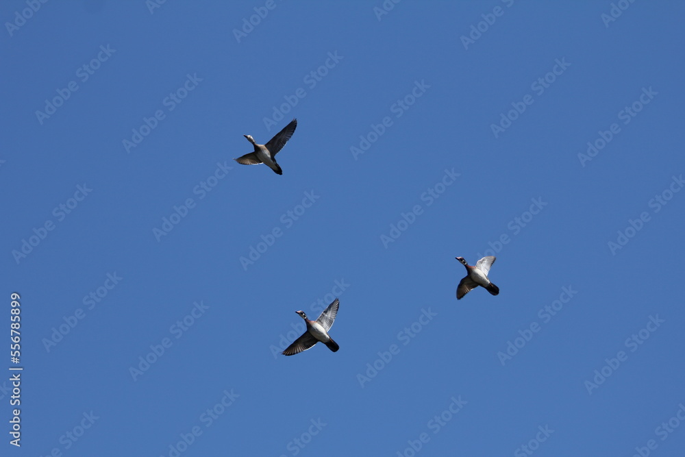 duck birds in flight duck birds in flight