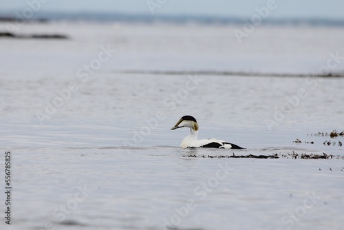 black headed gull eider ocean