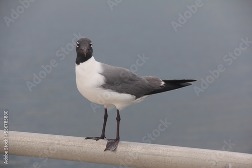 black headed gull