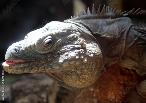 iguana dragon tongue and teeth