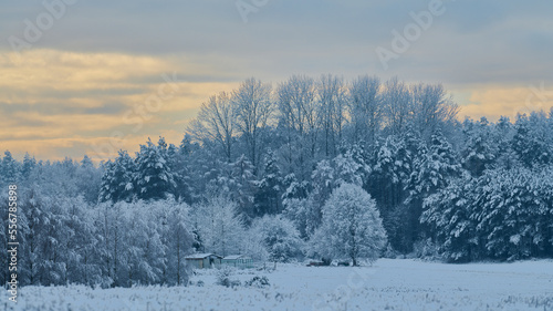 Fototapeta Naklejka Na Ścianę i Meble -  Zimowe zamglone krajobrazy. Drzewa pokryte białym szronem, szadzią spowite delikatną mgłą. Różowe refleksy zachodzącego słońca.