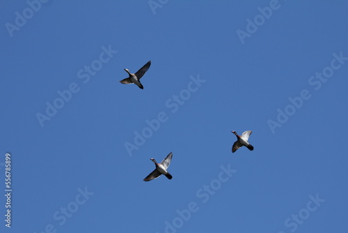 duck birds in flight