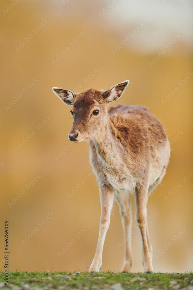 Portrait of a Fallow deer doe (Dama dama) standing on a meadow, captive; Bavaria, Germany Portrait of a Fallow deer doe (Dama dama) standing on a meadow, captive; Bavaria, Germany