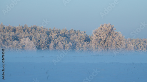 Fototapeta Naklejka Na Ścianę i Meble -  Zimowe zamglone krajobrazy. Drzewa pokryte białym szronem, szadzią spowite delikatną mgłą. Różowe refleksy zachodzącego słońca.