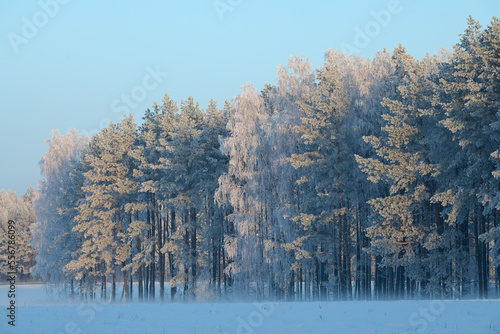 Fototapeta Naklejka Na Ścianę i Meble -  Zimowe zamglone krajobrazy. Drzewa pokryte białym szronem, szadzią spowite delikatną mgłą. Różowe refleksy zachodzącego słońca.
