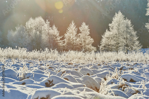 Frozen Common alder (Alnus glutinosa) trees beside a snowy field; Bavaria, Germany photo