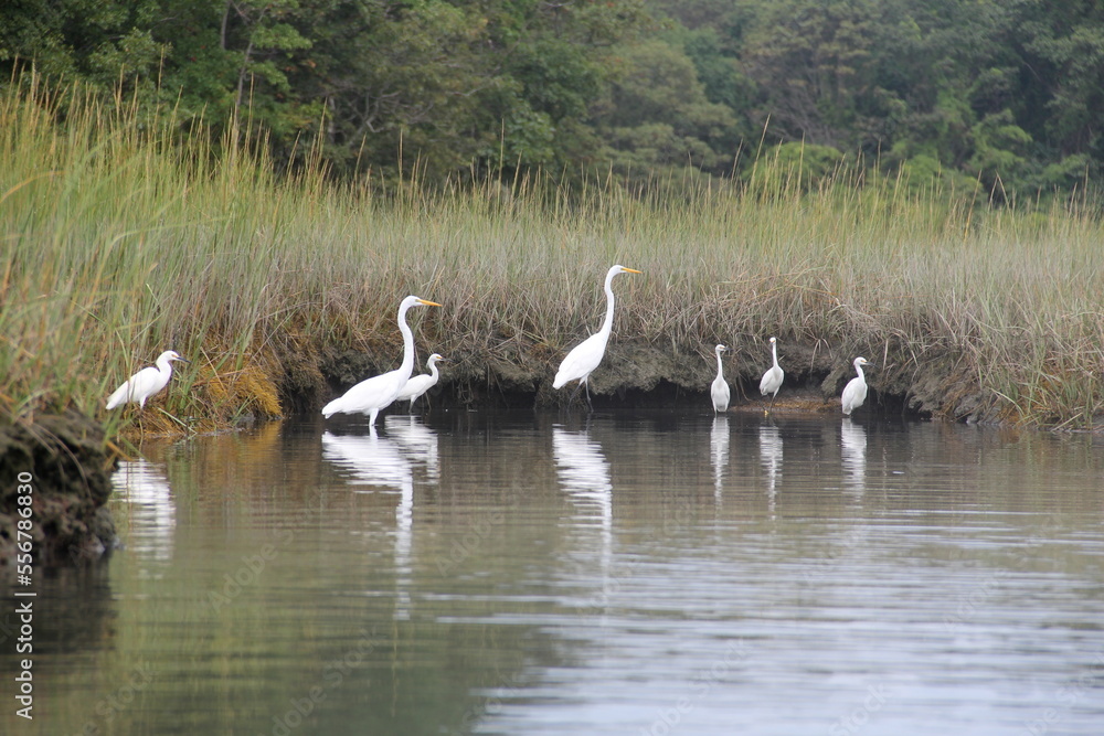 egrets birds in a marsh