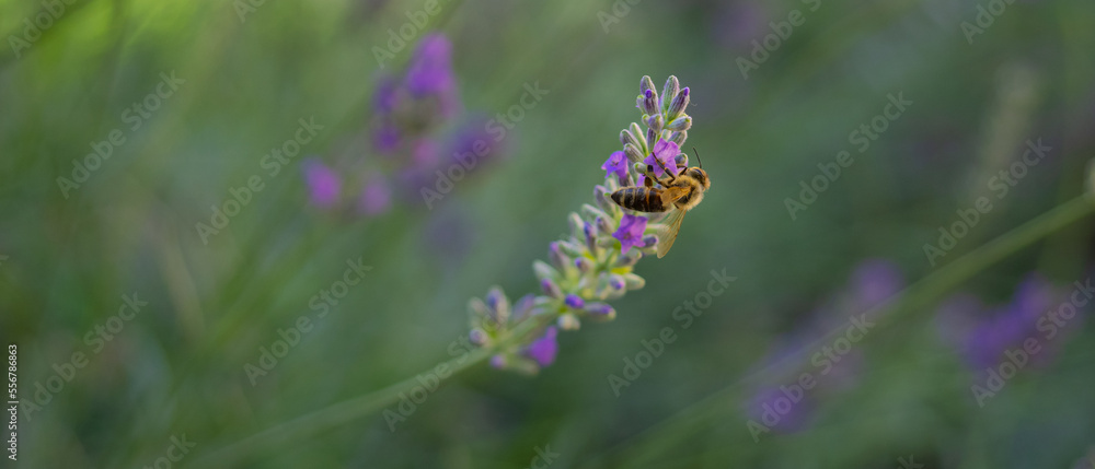 Honey bee pollinating lavender flowers. Close-up macro image wit blurred background. Blurred summer background of lavender flowers with bee. Honey bee pollinating lavender flowers. Close-up macro image wit blurred background. Blurred summer background of lavender flowers with bee.