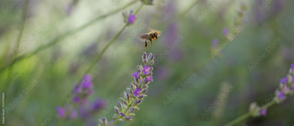 Honey bee pollinating lavender flowers. Close-up macro image wit blurred background. Blurred summer background of lavender flowers with bee.