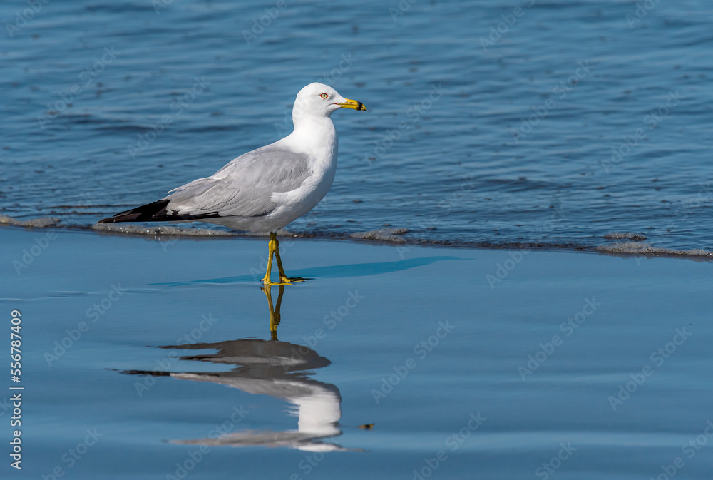 Ring-billed Gull (Larus delawarensis) casts a reflection on the beach on the Washington Coast; Ilwaco, Washington, United States of America Ring-billed Gull (Larus delawarensis) casts a reflection on the beach on the Washington Coast; Ilwaco, Washington, United States of America