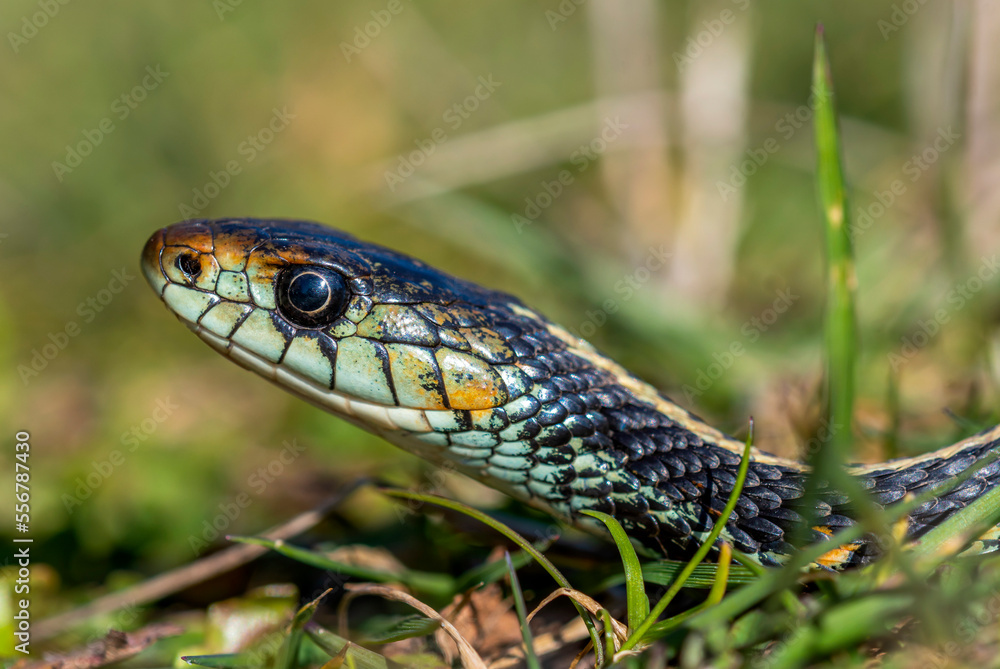 Western terrestrial garter snake (Thamnophis elegans) soaks up some sunlight in Oregon; Astoria, Oregon, United States of America Western terrestrial garter snake (Thamnophis elegans) soaks up some sunlight in Oregon; Astoria, Oregon, United States of America