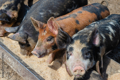Five piglets (Sus domesticus) standing in a row feeding at a trough at Upper Canada Village; Morrisburg, Ontario, Canada