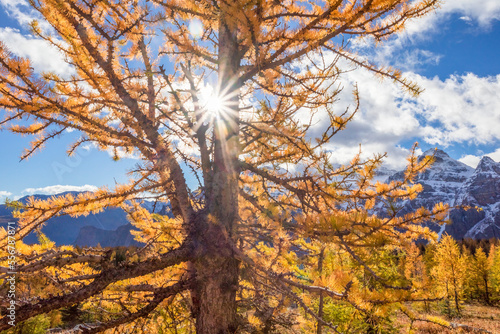 Golden larch trees with sunburst in Larch Valley in Banff National Park; Alberta, Canada photo