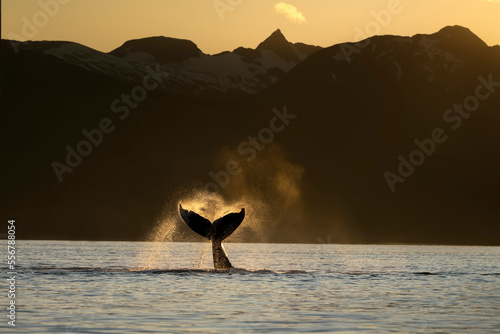 Humpback whale lobbing its flukes at sunset in the Lynn Canal, Inside Passage, Alaska, USA photo