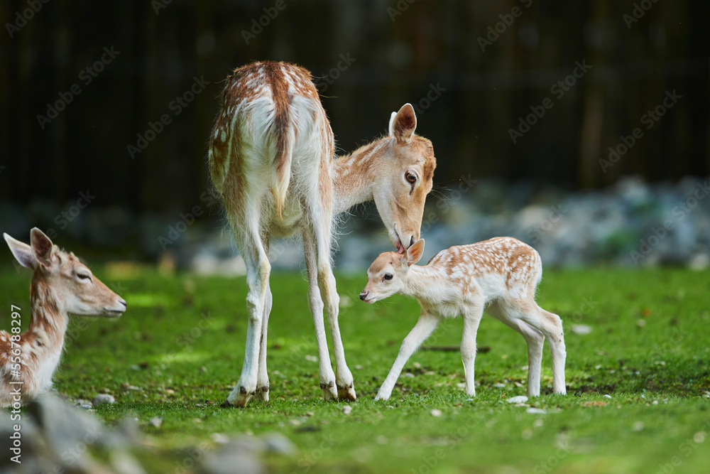 European fallow deer or common fallow deer (Dama dama) doe caring for fawn; Bavaria, Germany European fallow deer or common fallow deer (Dama dama) doe caring for fawn; Bavaria, Germany