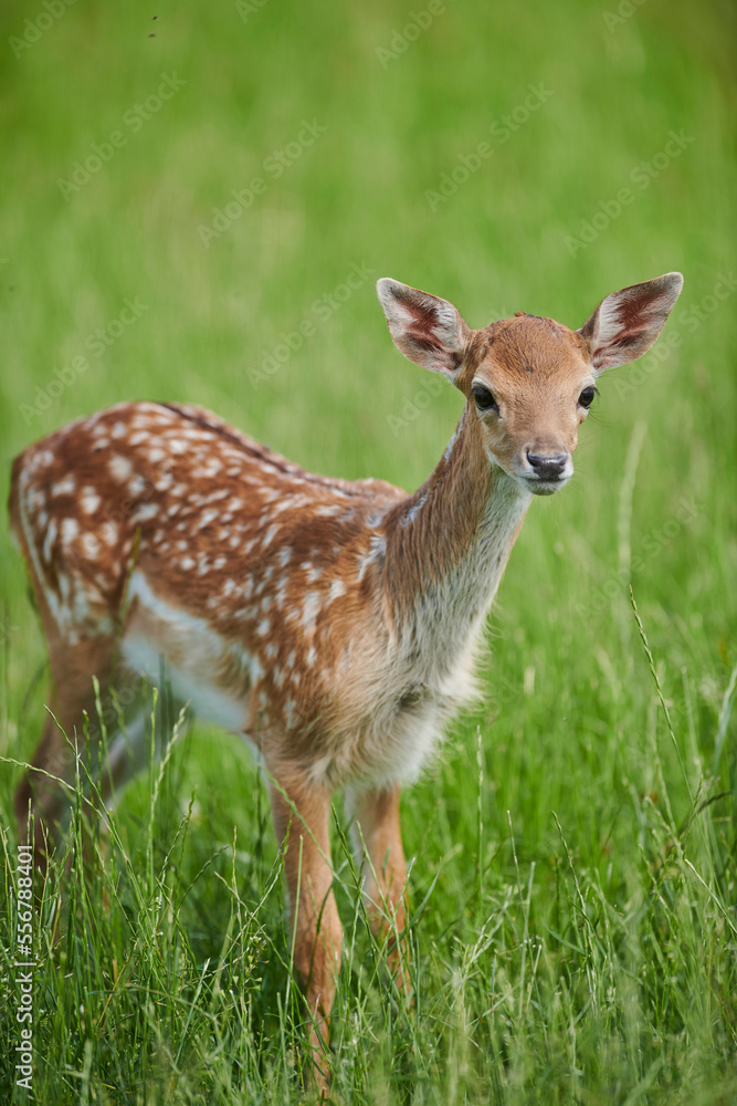 European fallow deer or common fallow deer (Dama dama) fawn portrait; Bavaria, Germany European fallow deer or common fallow deer (Dama dama) fawn portrait; Bavaria, Germany