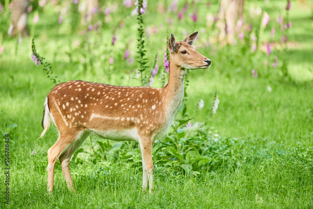 European fallow deer or common fallow deer (Dama dama) doe portrait; Bavaria, Germany European fallow deer or common fallow deer (Dama dama) doe portrait; Bavaria, Germany