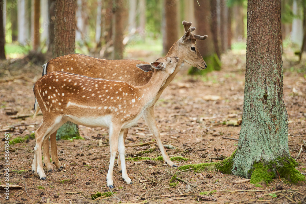 European fallow deer or common fallow deer (Dama dama) buck and doe; Bavaria, Germany European fallow deer or common fallow deer (Dama dama) buck and doe; Bavaria, Germany