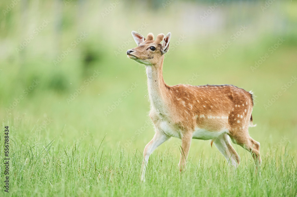 European fallow deer or common fallow deer (Dama dama) doe portrait; Bavaria, Germany European fallow deer or common fallow deer (Dama dama) doe portrait; Bavaria, Germany