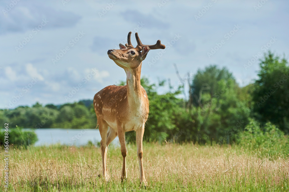 European fallow deer or common fallow deer (Dama dama) buck portrait with growing antlers; Bavaria, Germany European fallow deer or common fallow deer (Dama dama) buck portrait with growing antlers; Bavaria, Germany