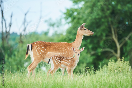 European fallow deer or common fallow deer (Dama dama) doe and fawn portrait; Bavaria, Germany