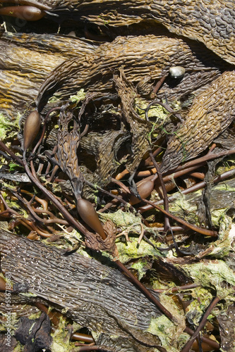 A pattern in drying seaweed in Chilote Bay, Chile; Porvenir, Tierra del Fuego, Chile photo