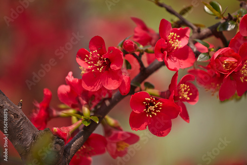 A Japanese quince, Chaenomeles species, in flower, in Xuanwu Park, Nanjing, Jiangsu province, China.; Xuanwu Park, Nanjing, Jiangsu province, China. photo