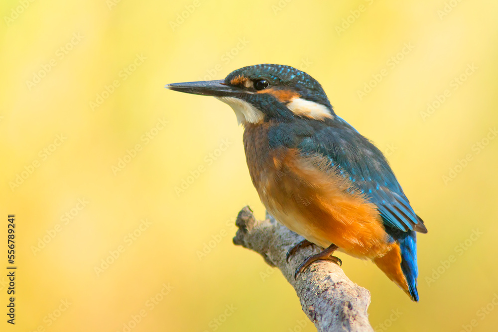 Zimorodek (Alcedo atthis)