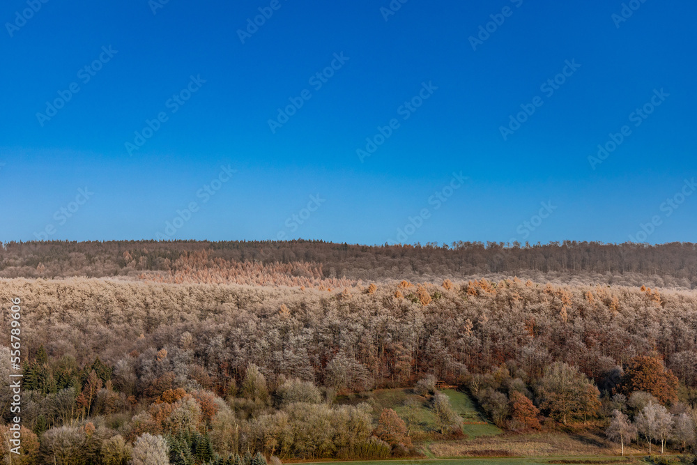 Winter forest, trees covered with frost against the background of the blue sky