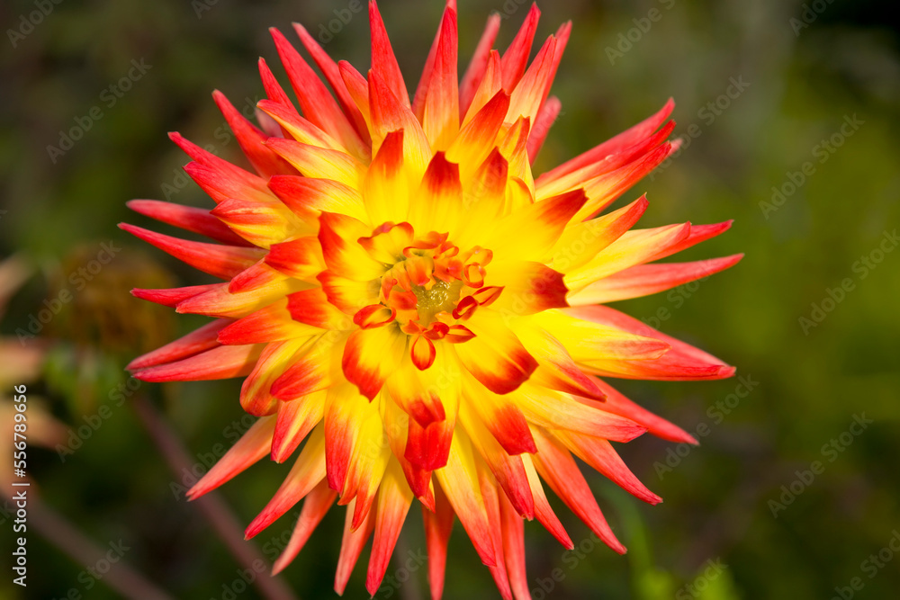 Red and yellow dahlia in full bloom; Oregon, United States of America Red and yellow dahlia in full bloom; Oregon, United States of America