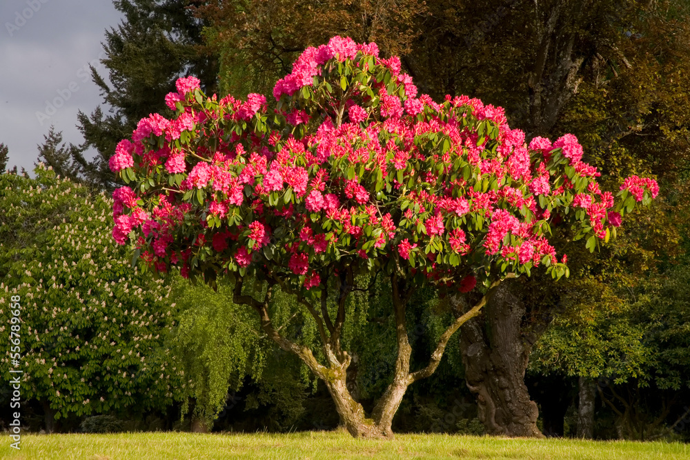 Rhododendron in bloom; Oregon, United States of America Rhododendron in bloom; Oregon, United States of America