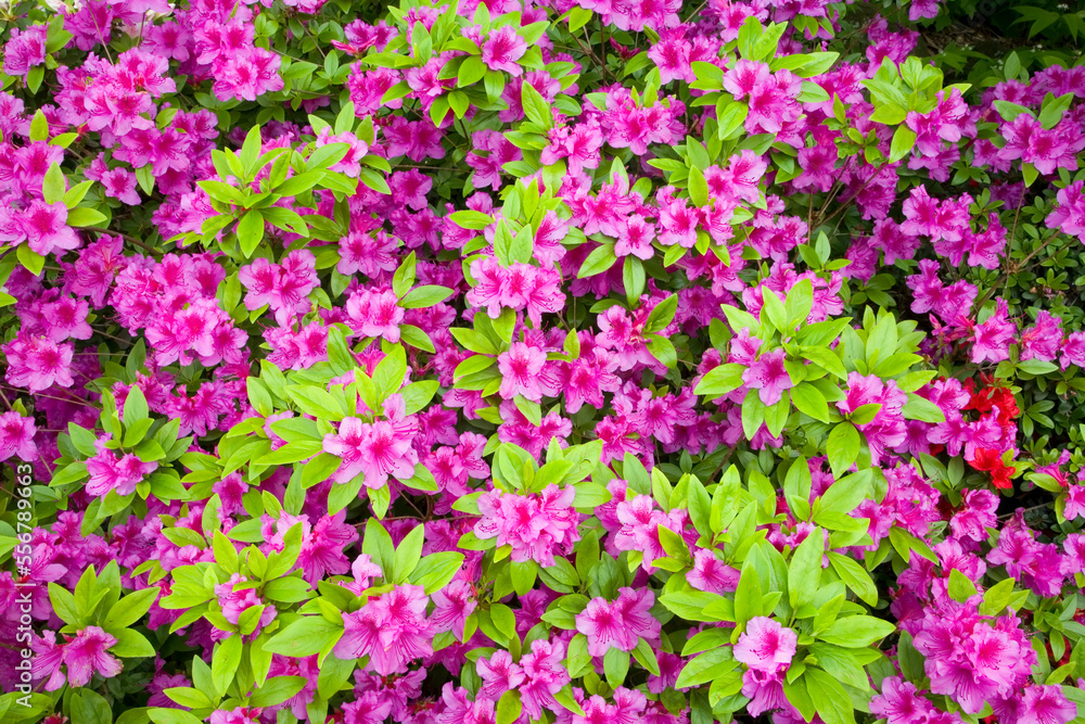 Azaleas in bloom, Crystal Springs Rhododendron Garden; Portland, Oregon, United States of America Azaleas in bloom, Crystal Springs Rhododendron Garden; Portland, Oregon, United States of America