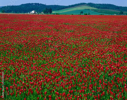 Vibrant red, crimson clover (Trifolium incarnatum) wildflowers growing in a field with farm buildings in the distance in the Willamette Valley; Oregon, United States of America photo