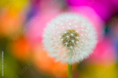 Close-up of a dandelion seedhead (Taraxacum) among wildflowers; Oregon, United States of America photo