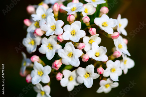 Daphne plant in bloom; Oregon, United States of America photo