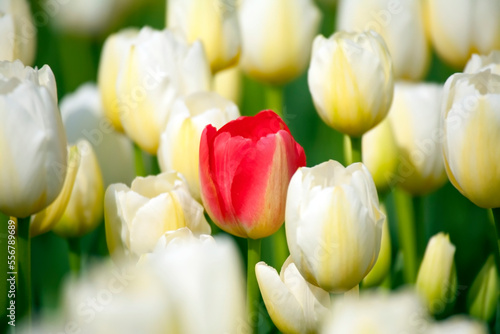 One red tulip among white and yellow tulips; Woodburn, Oregon, United States of America