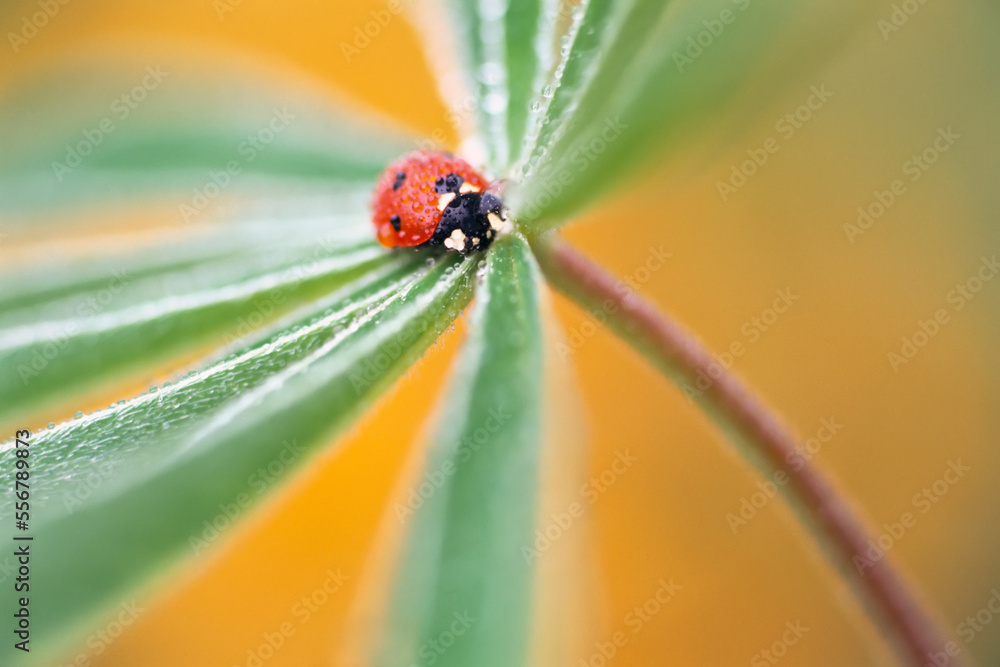 Dewdrops on a ladybug and green foliage of a flower; Oregon, United States of America Dewdrops on a ladybug and green foliage of a flower; Oregon, United States of America