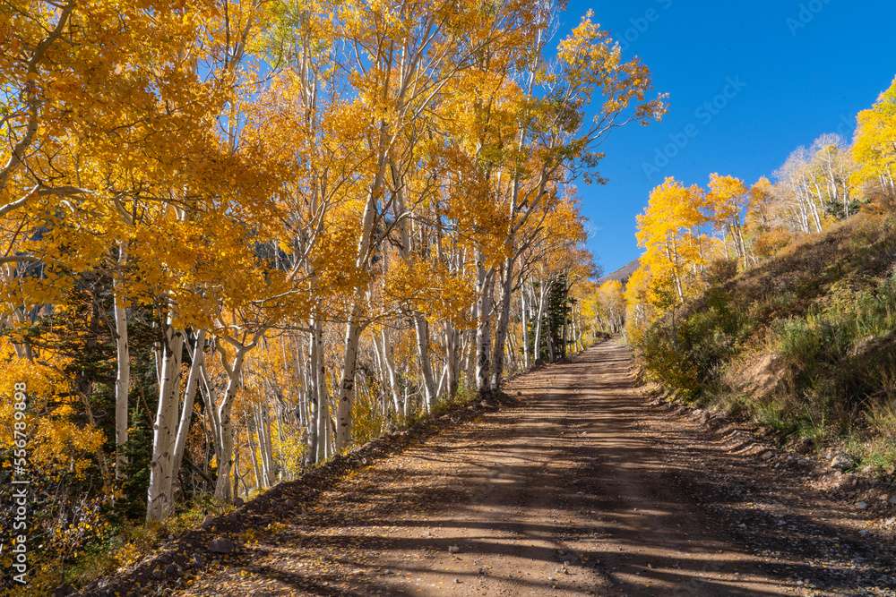 Aspen trees show their autumn colours along a country road; Richfield, Utah, United States of America Aspen trees show their autumn colours along a country road; Richfield, Utah, United States of America