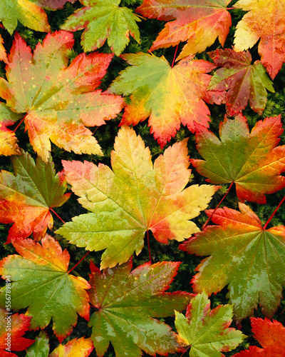 Vibrant autumn colours on a Vine maple (Acer circinatum) tree in Mount Rainier National Park; Washington, United States of America photo