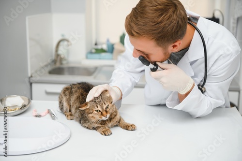 Fototapeta Naklejka Na Ścianę i Meble -  Veterinarian doctor checking cat at a vet clinic